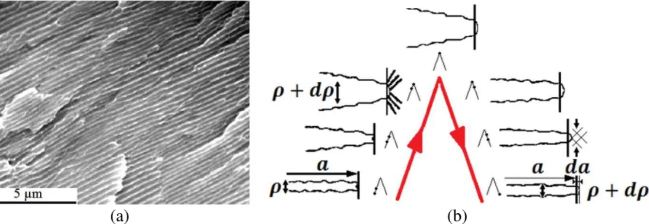Figure 38: (a) Fatigue grooves observed on rupture surface and (b) mechanism of propagation  by rounding and sharpening of the crack tip