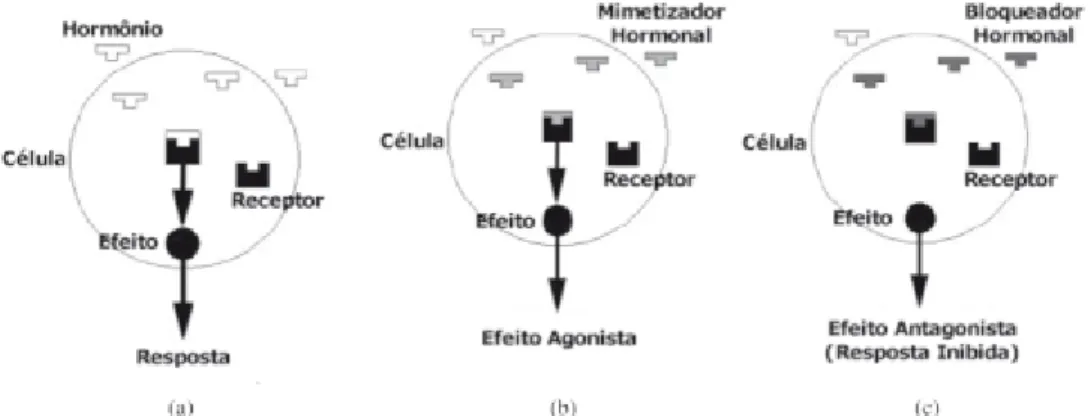 Figura 3.1 - Mecanismos de ação dos perturbadores endócrinos. (a) resposta natural, (b)  efeito agonista, (c) efeito antagonista (Ghiselli e Jardim, 2007) 