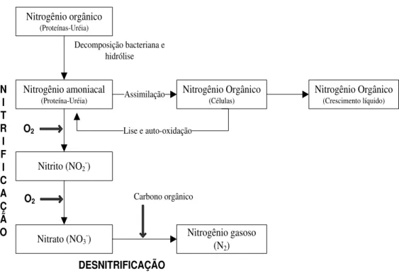Figura 3.2 - Transformações de nitrogênio em processos de tratamento biológico  (Adaptado de Metcalf &amp; Eddy, 1991)