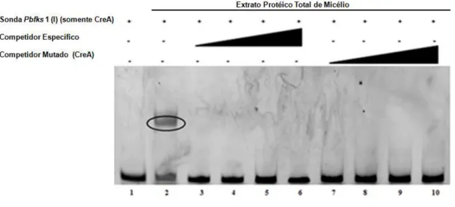 Figura  4:  EMSA  utilizando  a  sonda  Pbfks1(I)  incubada  com  extrato  protéico  total de micélio de P