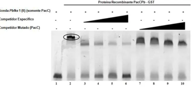 Figura  6:  EMSA  utilizando  a  sonda  Pbfks1  (II)  incubada  com  proteína  recombinante PacCPb-GST  