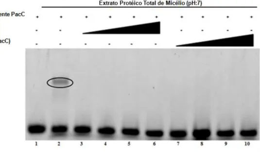 Figura  7:  EMSA  utilizando  a  sonda  Pbfks1  (II)  inubada  com  extrato  protéico  total de micélio de P
