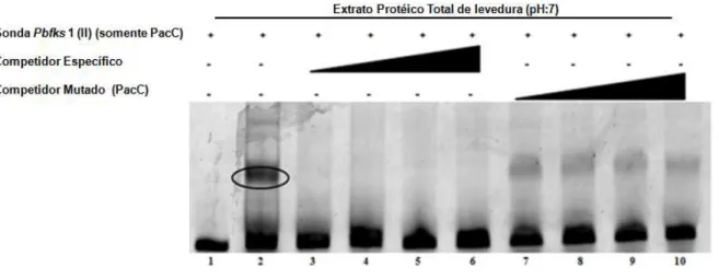 Figura  8:  EMSA  utilizando  a  sonda  Pbfks1  (II)  incubada  com  extrato  protéico  total de levedura de P