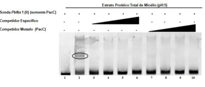 Figura 9: EMSA utilizando a sonda Pbfks1 (II) e extrato protéico total de micélio  de P