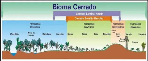 Figura  1.  Perfil  esquemático  das  fitofisionomias  do  bioma  Cerrado,  agrupadas  de  acordo  com  os  três  tipos  de  formações:  florestais,  savânicas  e  campestres  (Fonte: 