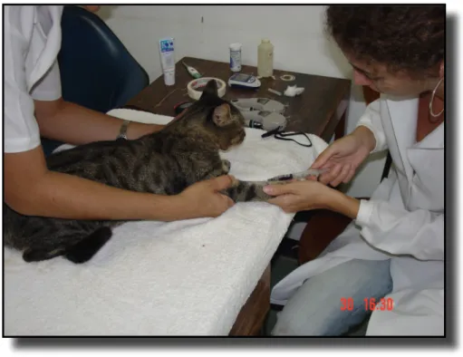 Figura  3  –  Colheita  de  sangue  da  veia  cefálica  do  gato.  Observe  que  apenas  duas  pessoas realizavam o procedimento, minimizando o estresse de contenção