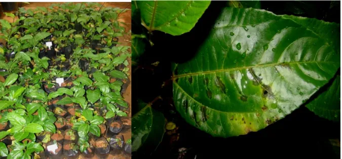 FIGURA  1.  Plantas  com  sintomas  típicos  da  bacteriose    em  casa  de  vegetação