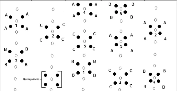 Figura 10. Croqui da disposição dos grupos espaçados (quinquôncios) consorciados com o plantio linear