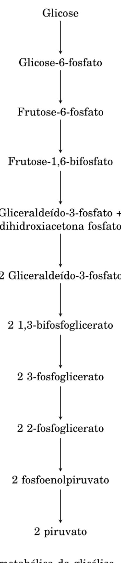 Figura 2.1: Exemplo de via metabólica da glicólise, mostrando de forma simplifi- simplifi-cada as reações envolvidas.