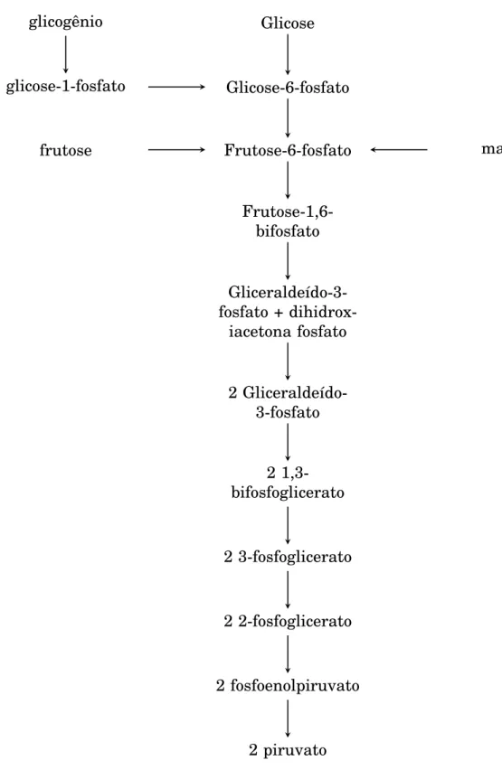 Figura 2.3: Exemplo de via metabólica da glicólise, mostrando diferentes compostos de entrada.