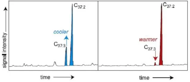 Figure 2. Illustration of the SST  proxy. On the left, gas chromatogram of a sample with relatively cooler signal than the chromatogram on the right