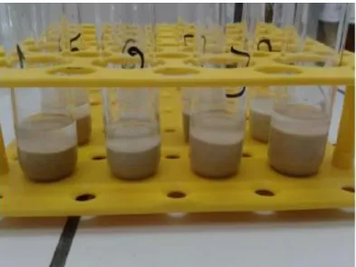 Figure 6. Extracts of sediment  samples from  Ceara Rise.