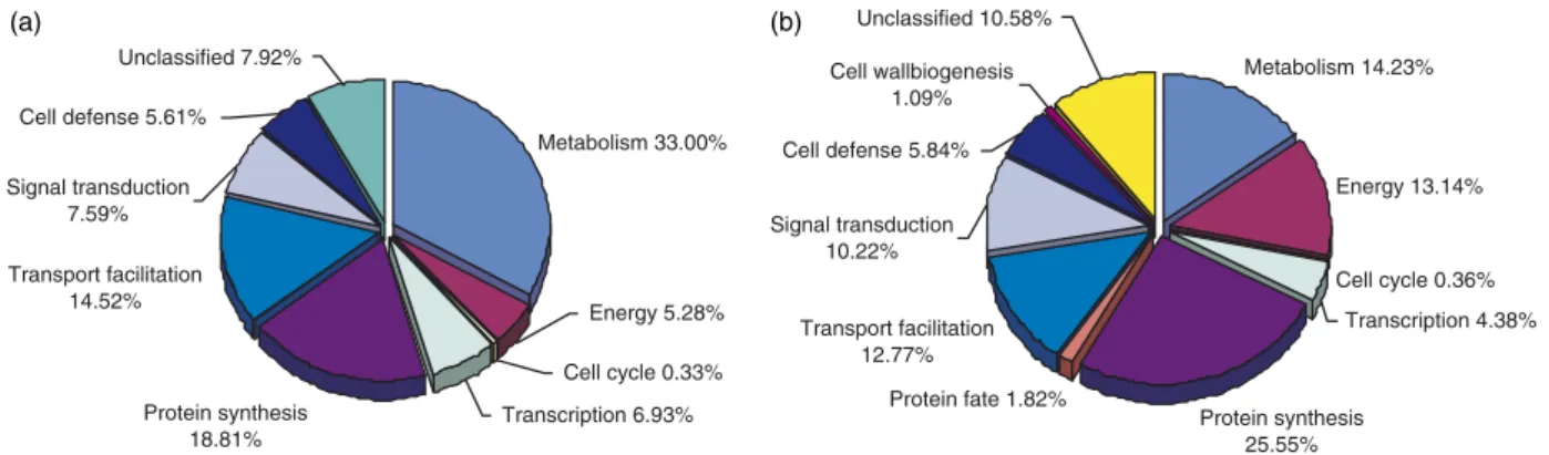 Figure 2 presents the classification of 99 clusters of P. brasiliensis ESTs according to the classification developed at MIPS