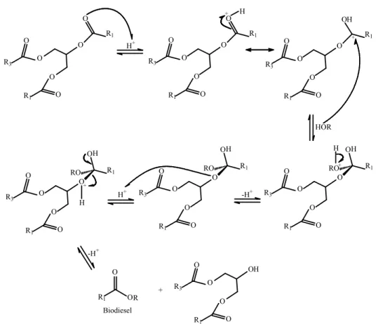 Figura 5. Mecanismo ácido para a reação de transesterificação. 