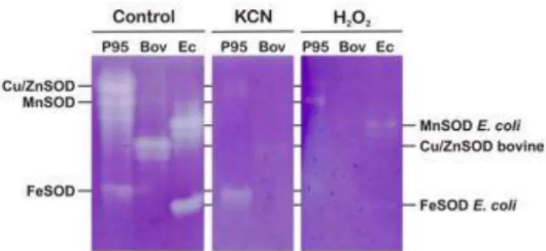 Fig.  1.  Electrophoretic  analysis  of  SODs  from  M.  anisopliae.  The  non-denaturing  gels  were  incubated  with 10 mM KCN or 20 mM H2O2