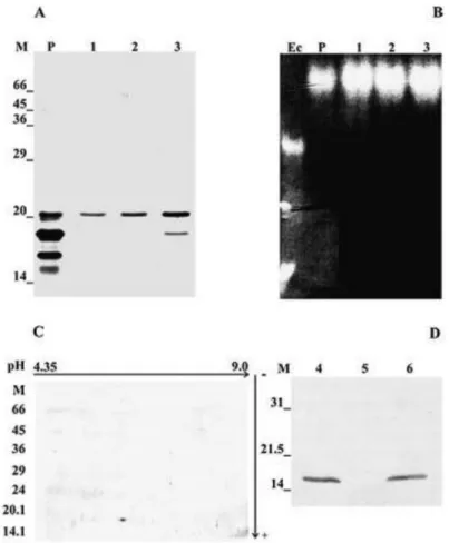 Fig. 3. Electrophoretic and immunoblot analysis of purified CuZnSOD from M. anisopliae