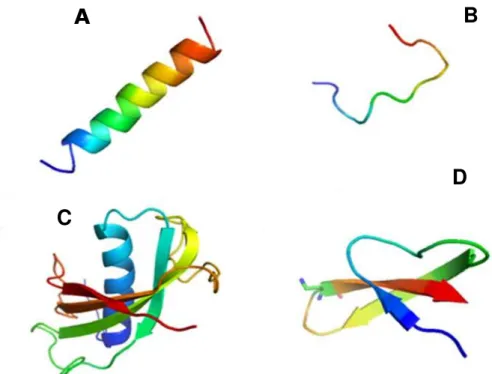 Figura  1.  Exemplos  de  estruturas  tridimensionais  de  peptídeos  antimicrobianos:  PAMs  lineares: (A) Estrutura em α-hélice da magainina; (B) Forma estendida da indolicidina