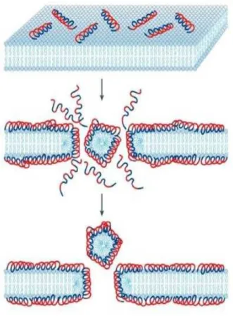 Figura 3. Representação do modelo carpet-like. 1) Ligação dos peptídeos aos fosfolipídios da  membrana