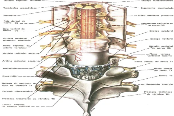 Figura 02- Medula e seus envoltórios (vista posterior). 