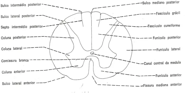 Figura 04- Estruturas da Medula Espinhal   Fonte: MACHADO,2006. 