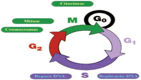 Figura 2 - Ciclo de replicação celular esquemático para a célula em mitose 