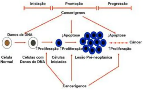 Figura 3 - Etapas da carcinogênese. 