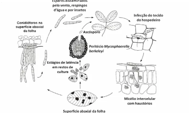 Figura  7  –  Ciclo  de  vida  do  P.  personata,  agente  causal  da  mancha  preta  no  amendoim