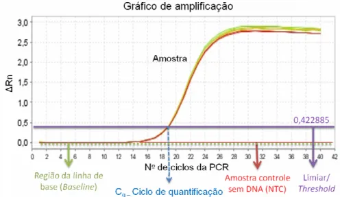 Figura  12  –  Curva  de  amplificação  do  RT-qPCR,  número  de  ciclos  da  PCR  x  Rn  (magnitude  da  fluorescência  emitida),  mostrando  alguns  componentes  e  valores  que  devem ser  analisados