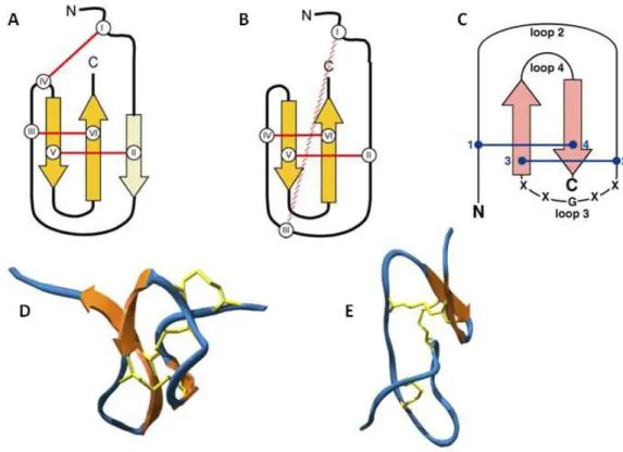 Figura  3.  Comparação dos motivos estruturais de toxinas de aranhas caranguejeiras. O  painel  superior mostra diagramas esquemáticos representativos dos motivos ICK (A) e DDH (B e C), com  pontes dissulfeto em vermelho  (A e B) ou azul  (C)
