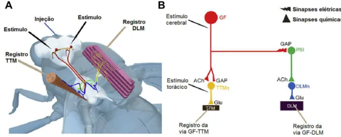 Figura  10.  Sistema da Fibra Gigante (GFS) de Drosophila melanogaster.  (A)  Impressão artística  indicando a posição do SNC da mosca, os neurônios da Fibra Gigante (GF), os músculos TTM e DLM  e a posição relativa dos eletrodos de estímulo, registro e in