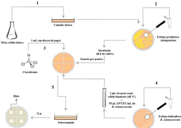 Figura 1. Etapas do teste in vitro, de antibiose por difusão em dupla camada, para seleção de  Pseudomonas fluorescentes antagonistas a  Ralstonia solanacearum, segundo Romeiro (2007,  com modificações) citado por Marques (2012)