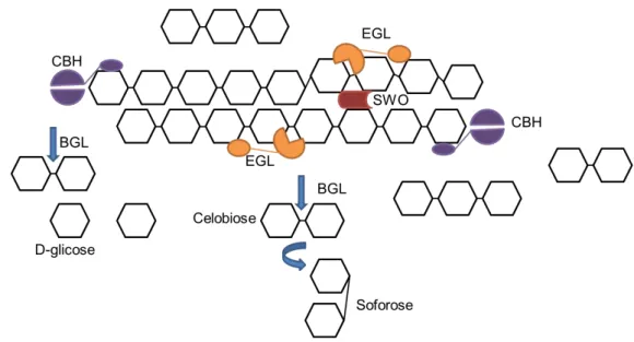 Figura  2  .Enzimas  envolvidas  na  hidrólise  da  celulose.    Sítios  de  ação  das  principais  enzimas  celulolíticas,  celobiohidrolases  (CBH),  endoglicanases  (EGL),  swolenina  (SWO)  e  ß-glicosidase  (BGL)  encontradas  em  Trichoderma  sp