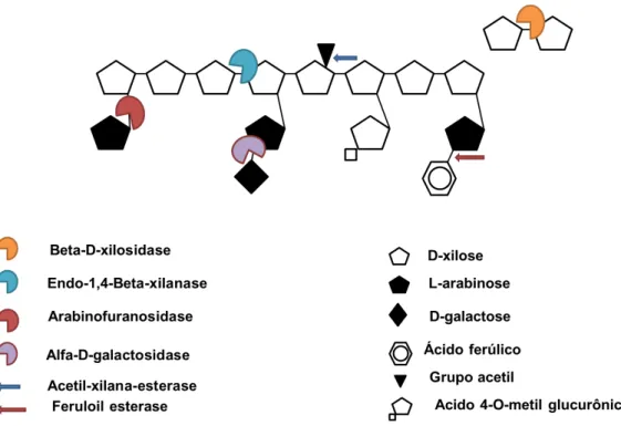 Figura  3.  Ação  das  enzimas  xilanolíticas  sobre  a  cadeia  de  arabinoxilana.    Adaptado  de  (Aro, Pakula et al., 2005)