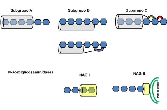 Figura  4.    Sistema  quitinolítico  de  Trichoderma  sp.    Quitinases  classificadas  em  três  subgrupos  A,  B  e  C  e  N-acetilglicosaminidases  secretadas  (NAG  I)  e  ligadas  à  parede  celular (NAG II)