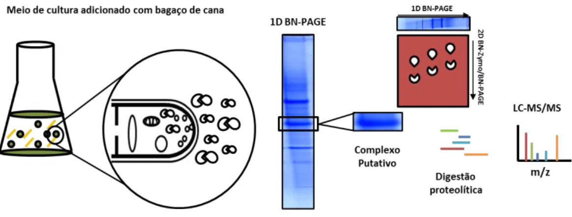 Figura  6.  Metodologia  seguida  na  detecção  de  complexos  proteicos  no  secretoma  de  T