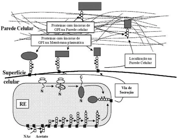 Figura 2.5: Diferentes passos da biossíntese e transporte de proteínas GPI ancoradas em fungos