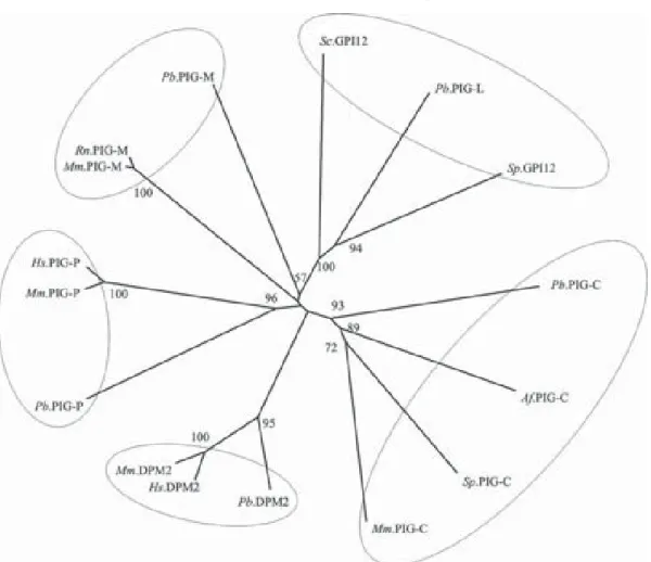 Figure 1. Phylogenetic tree of phosphatidylinositol-glycans (PIG). Sequences were aligned using the CLUSTAL X program
