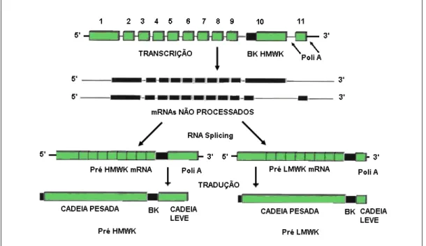 Figura 3. Representação do gene codificador do cininogênio de alta e baixa massa molecular  (HMWK) (modificado de Kaplan et al., 2002)
