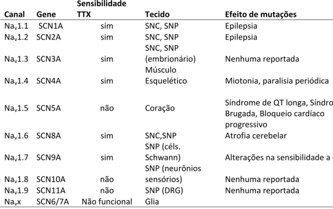 Tabela  1. Relação dos Na v s com seus respectivos genes, sensibilidade a TTX, tecido de  distribuição e efeito de mutação (Adaptado de England and Groot, 2009).