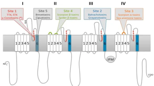 Figura 2. Representação do Canal de Sódio e Respectivos Alvos de Toxinas. As diferentes  toxinas animais possuem sítios de ação que são comuns a cada classe
