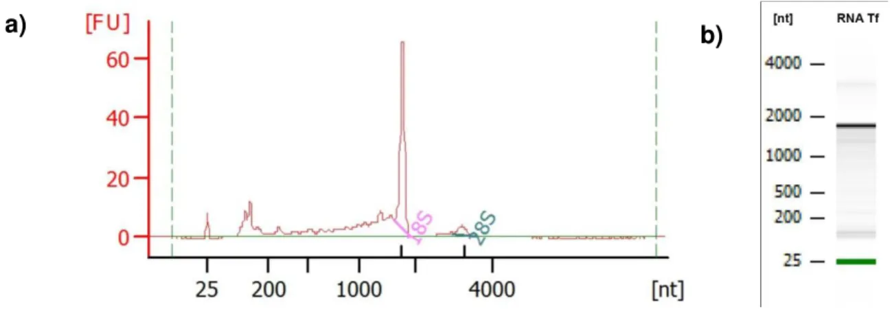 Figura 9. Representação gráfica da eletroforese da amostra de RNA de T. fasciolatus em  Bioanalyser
