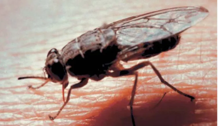Figura 1. Glossina spp. (mosca tsé-tsé). 