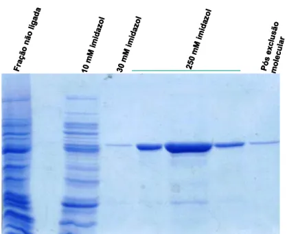Figura 1  Purificação da POPTb. Extrato enzimático foi submetido à  cromatografia de afinidade em Agarose-níquel