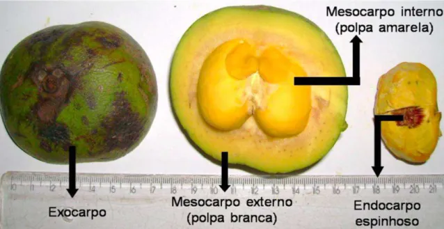 Figura 1. Aspectos morfológicos do fruto do pequizeiro - pequi (Caryocar brasiliense Camb.)