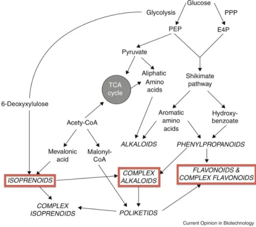 Figura 2.  A  produção  de  metabólitos  secundários  a  partir  de  vias  do  metabolismo  primário