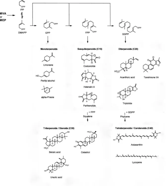 Figura 4. Vias metabólicas de síntese dos terpenoides. DMAPP: dimetilalil pirofosfato; FPP: farnesil  pirofosfato;  GGPP:  geranilgeranil  pirofosfato;  GPP:  geranil  pirofosfato;  IPP:  isopentenil  pirofosfato;  MVA:  via  do  mevalonato;  MVE:  via  do