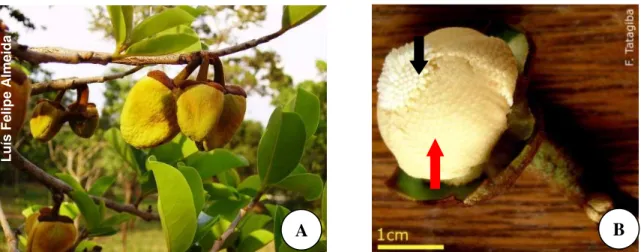 Figura 8. (A) Flores do araticum. (B) androceu (seta vermelha) e gineceu (seta preta) da flor  de araticum