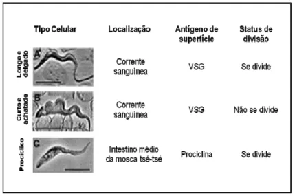 Figura 2. Algumas formas do Trypanosoma brucei.  As características biológicas  básicas de cada tipo celular do tripanossomo africano são mostradas do lado direito  de cada imagem