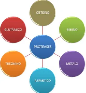 Figura 4. Classes de proteases. O diagrama representa as seis classes de  proteases descritas até o momento