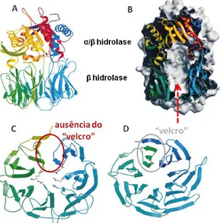 Figura 6. Representação da estrutura da Prolil oligopeptidase suína. (A)  Diagrama em fita da estrutura da POP suína, a cor vai da escala de azul para  vermelho desde o N- para o C-terminal (PDB 1qfm)